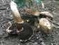 Csoportos csiperke (Agaricus bohusii), Budai-hegység